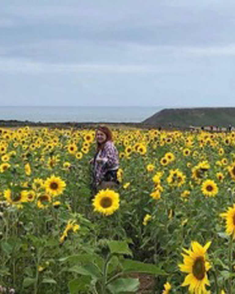 Sunflower fields at Rhossili, Gower.
